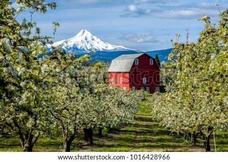 Stock photo: Pear Trees Orchard In Hood River