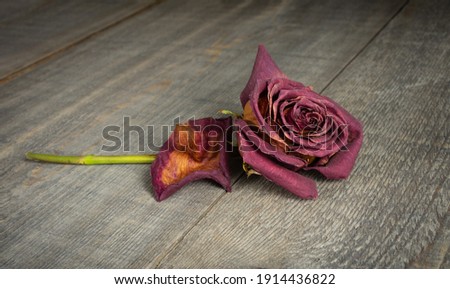 Foto stock: Dry Pink Roses On Old Wooden Board Isolated On White Background