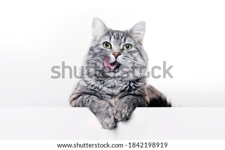 Foto d'archivio: Portrait Of A Purebred Striped Cat Pet And Cat Food On A Gray Ba