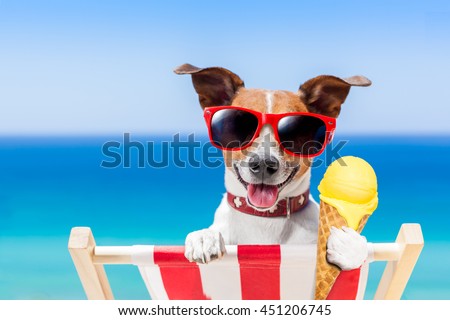 Foto stock: Dog On Hammock And Ice Cream