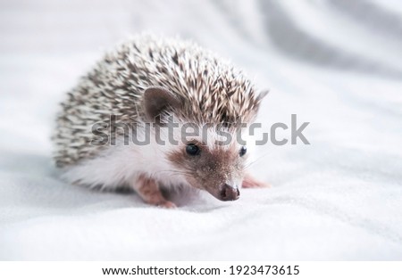 Stock foto: African Hedgehog In The Dark Photo Studio