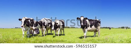 Stock fotó: Panorama Of A Herd Of Cows