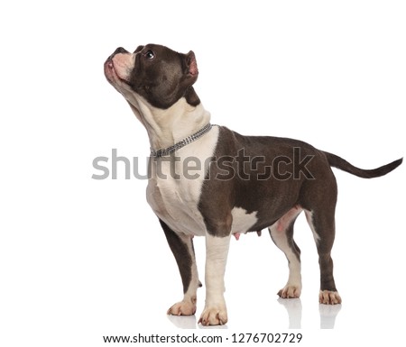 Сток-фото: Curious American Bully Wearing Chain Collar Looking Up To Side