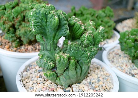 Stock photo: Detail Of The Blue Myrtle Cactus