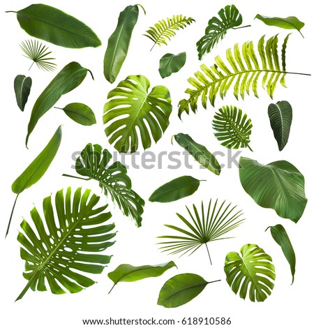 [[stock_photo]]: Set Of Hibiscus Exotic Tropic Botany Leaves And Flowers Sketch