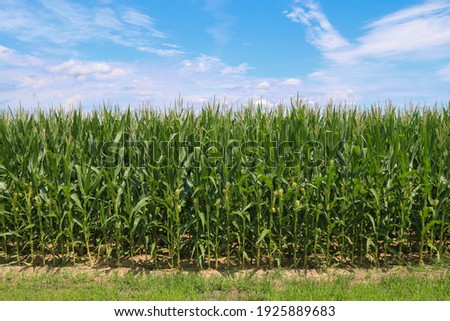 Foto stock: Farmers Corn Field Crop Under Blue Sky Produce Food Commodity