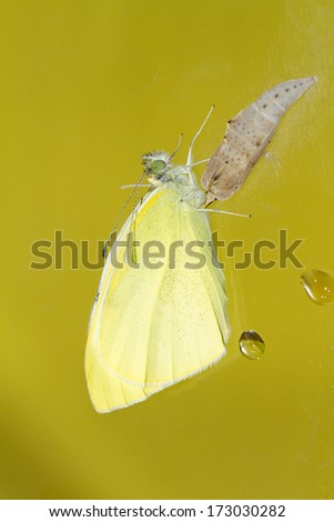 Stock photo: Cabbage Butterfly Pieris Brassicae Came Out Of Cocoon