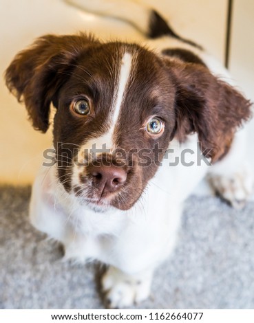 Stock foto: A Working Type English Springer Spaniel Pet Gundog Running Over