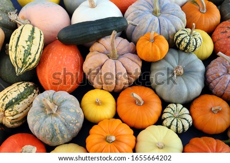 Сток-фото: Different Maxima And Pepo Cucurbita Pumpkin Pumpkins From Autumn