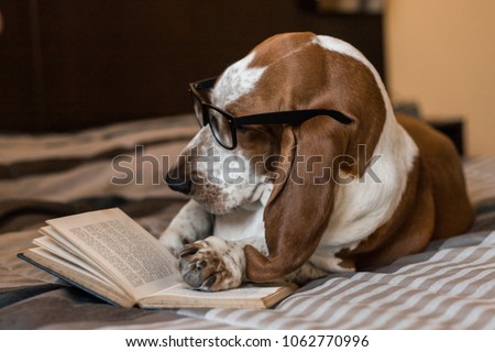 Stockfoto: Intelligent Smart Dog Reading A Book