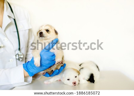 Stockfoto: Woman Veterinary Healthcare Professional Holding Two Cute Labrad