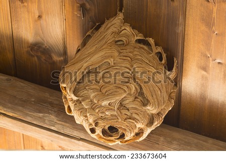 Stock photo: Nest Or Vespiary Of Wild Bees Isolated On White Background Vector Cartoon Close Up Illustration