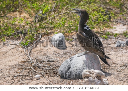 Stock foto: Blue Footed Booby Watching Over Egg In Ground Nest - Iconic And Famous Galapagos Animals And Wildlif