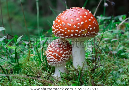 Сток-фото: Amanita Muscaria