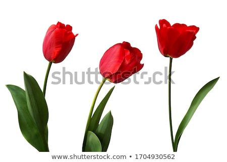 Stockfoto: Red Tulip On White Background