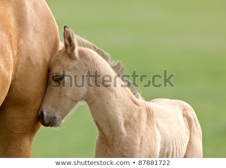 Foto stock: Horse Mare And Colt Saskatchewan Field