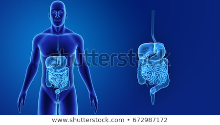 Сток-фото: 3d Rendered Illustration Of The Male Digestive System