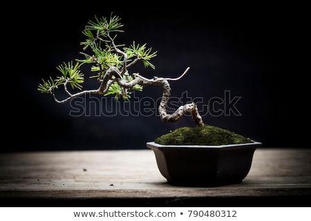 Stock fotó: Bonsai Art