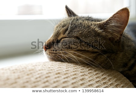 Stock foto: Cute Tabby Cat At Home - Laying On Sofa And Relaxing