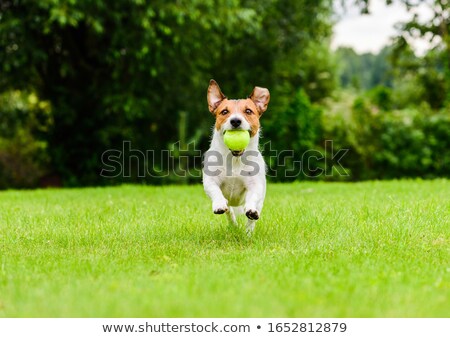 Foto d'archivio: Nergico · Jack · Russell · Terrier · Cane · Corre · Sull'erba