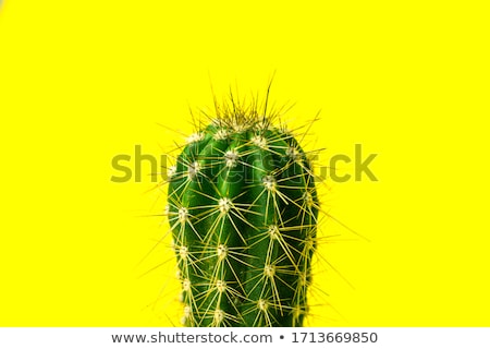 Foto stock: Cactus Dry Thorns Growing