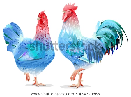 Foto stock: Blue Rooster And Chicken Female Symbol 2017 By Chinese Calendar