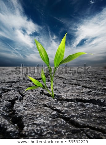 [[stock_photo]]: Lante · verte · qui · pousse · dans · le · sol · mort