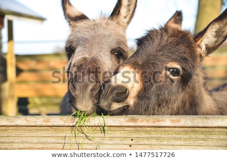 Foto d'archivio: A Donkey