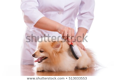 Stock photo: Vet Brushing Dog Of The Spitz Breed Isolated Background