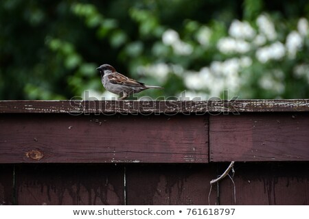 Foto stock: Little Sparrow On Fence