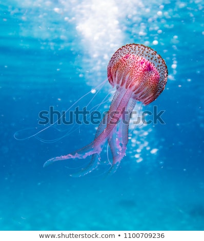 Stok fotoğraf: Amazing Marine Animals Closeup In Aquarium
