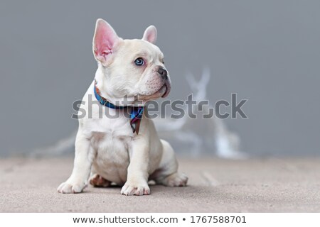 Foto stock: French Bulldog Dog In Tie