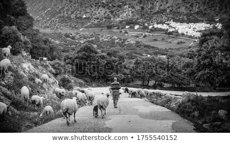 Imagine de stoc: Herd Of Sheep In The Mountains Of Andalusia