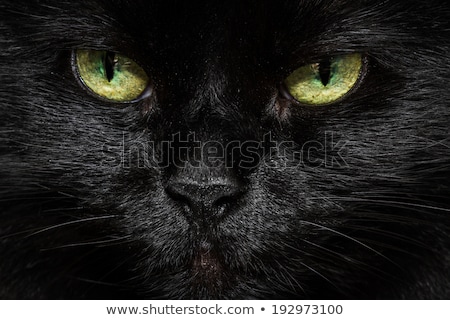 Scary Mean Halloween Cat Foto stock © Wollertz