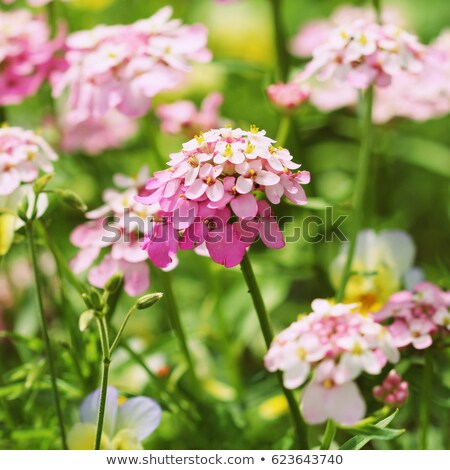 Сток-фото: Iberis Amara Flower Also Called Rocket Candytuft Bitter Candytuft Or Wild Candytuft