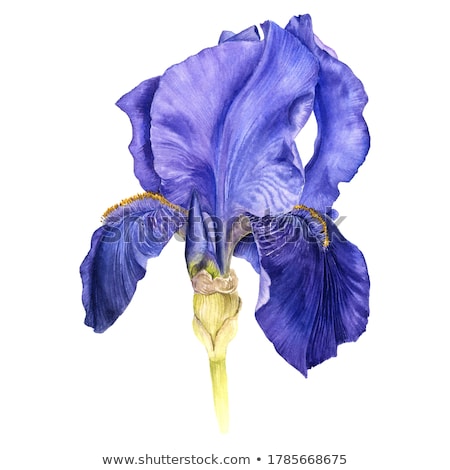 Foto d'archivio: Blue Iris Flowers