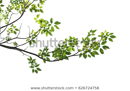 Stok fotoğraf: Tree Branches Isolated White Background