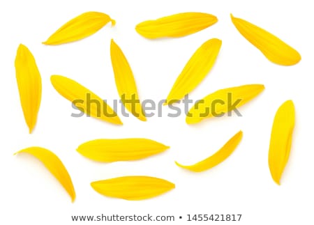 Foto d'archivio: Sunflower Petals Isolated On White Background