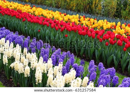 Stock photo: Flowerbed In Keukenhof