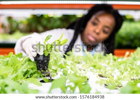 Foto stock: Hand Of Gloved Female Worker Of Greenhouse Putting Green Seedling On Shelf