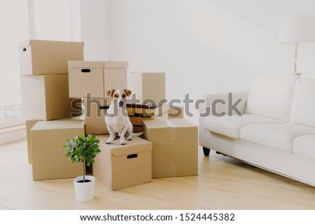 Сток-фото: Empty Light Living Room With Sofa And Pet On It Pile Of Unpacked Cardboard Boxes With Personal Belo