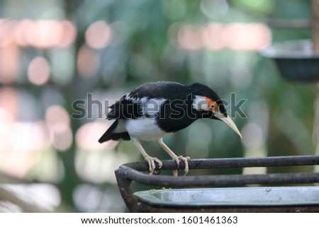 Stock photo: The Pied Myna Or Asian Pied Starling Or Jalak Suren Gracupica Contra Local Myna Bird From Indones