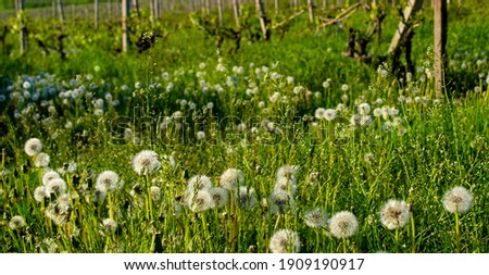 ストックフォト: Vineyard With Dandelion