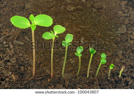 Stock foto: Sequence Of Impatiens Balsamina Flower Growing Evolution Concept