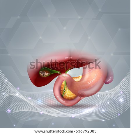 Stock fotó: Stones In The Gallbladder And Anatomy Of Other Surrounding Organ