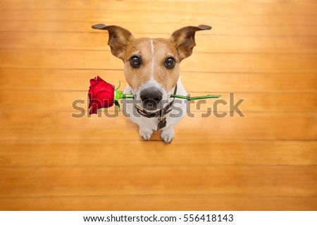 Stock photo: Dog Love Rose Valentines