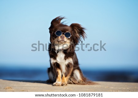 Stok fotoğraf: Dog With Funny Shades