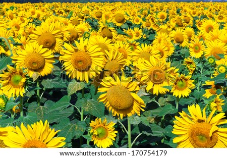 Sunflower Field Background Under Blue Sky Zdjęcia stock © Sailorr