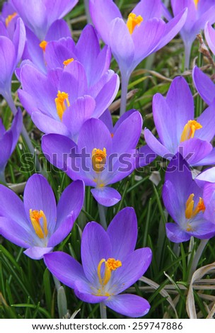 Foto d'archivio: Crocus Is One Of The First Spring Flowers Can Use As Background