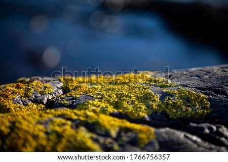 Foto stock: Mossy Seashore Stones